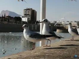 عکس جزیره نهر اعظم، محله میرزای شیرازی، شیراز 3