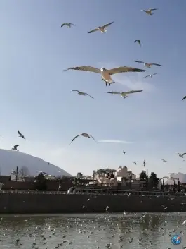 عکس جزیره نهر اعظم، محله میرزای شیرازی، شیراز 5