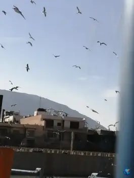 عکس جزیره نهر اعظم، محله میرزای شیرازی، شیراز 6
