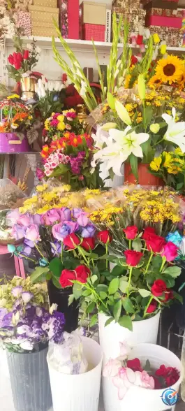 عکس پدیده گل ثروتی گرمدره کرج 2
