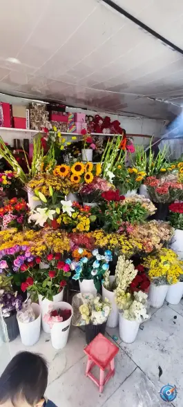 عکس پدیده گل ثروتی گرمدره کرج 3
