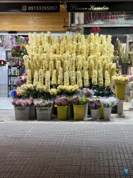 عکس گل کاملیا غدیر اصفهان 2