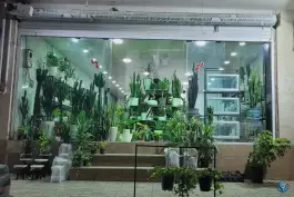 عکس گلفروشی گل گندم ولیعصر کرج 1