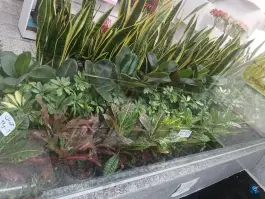عکس گل گلابتون، شهرک سیمرغ، اصفهان 4