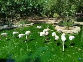 عکس باغ پرندگان ناژوان اصفهان 1