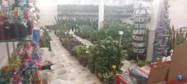 عکس گل و گیاه لیلیوم، توحید، قم 1