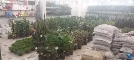 عکس گل و گیاه لیلیوم، توحید، قم 2