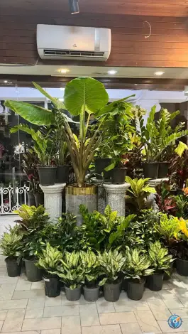عکس گلفروشی لوناگل، سعادت آباد، اصفهان 1