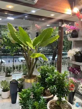 عکس گلفروشی لوناگل، سعادت آباد، اصفهان 3