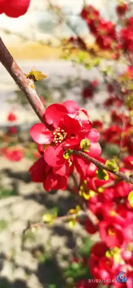 عکس پارک گل نرگس باغستان کرج 2