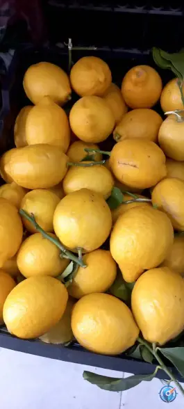 عکس ارزانسرای میوه و تره بار چهارفصل غرضی اصفهان 4