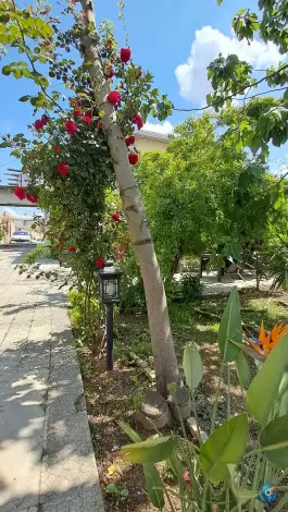عکس کافه ژرفا، محله چال مسجد، ساری 6
