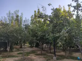 عکس پارک رویا چوگیا شیراز 2