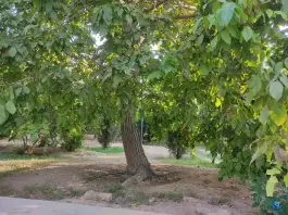 عکس پارک رویا چوگیا شیراز 4