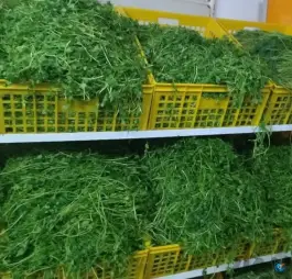 عکس سبزی مارکت عزت پور، شیخ آباد قم 3