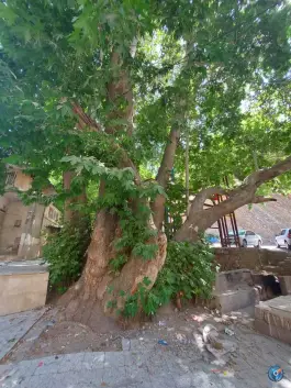 عکس چنار تاریخی و قدیمی سنگان، کن، تهران 3