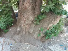 عکس چنار تاریخی و قدیمی سنگان، کن، تهران 9