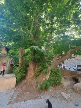 عکس چنار تاریخی و قدیمی سنگان، کن، تهران 10
