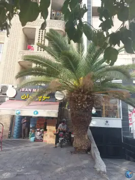 سوپرمارکت ایران، محله ابیوردی، شیراز