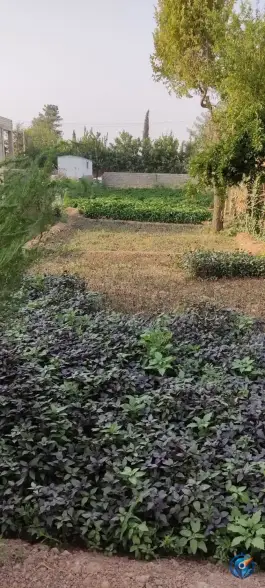 عکس سبزی فروشی، محله شهرک والفجر، شیراز 2