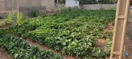 عکس سبزی فروشی، محله شهرک والفجر، شیراز 3