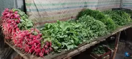 عکس سبزی فروشی، محله شهرک والفجر، شیراز 5