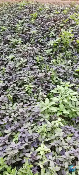 عکس سبزی فروشی، محله شهرک والفجر، شیراز 8
