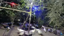 مجموعه ماکیان زیبای رهنان، محله لیمجیر، اصفهان