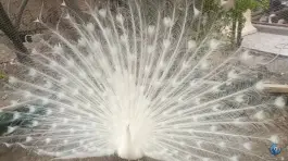 عکس مجموعه ماکیان زیبای رهنان، محله لیمجیر، اصفهان 8