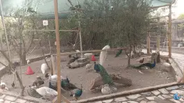 عکس مجموعه ماکیان زیبای رهنان، محله لیمجیر، اصفهان 10