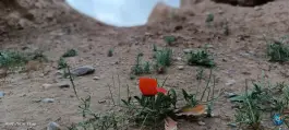 عکس قلعه قدیمی پاژ، مشهد 8