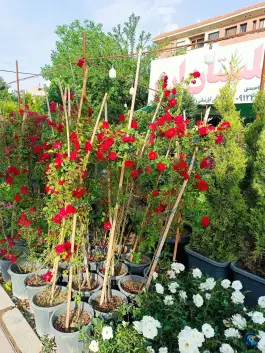 عکس گلستان ارم، اسد آباد، کرج 3