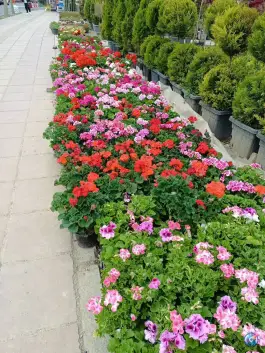 عکس گلستان ارم، اسد آباد، کرج 6