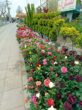 عکس گلستان ارم، اسد آباد، کرج 7