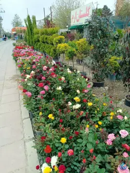 عکس گلستان ارم، اسد آباد، کرج 8