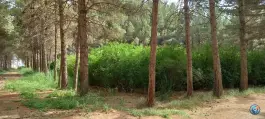 عکس پارک فدک پایگاه هوایی، بلوار شهید منصور ستاری، اصفهان 4