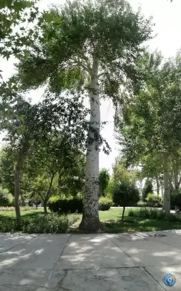 عکس فضای سبز میدان، مشتاق اصفهانی، اصفهان 5