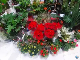 عکس گلفروشی پردیس گاردن، کوی کارمندان شمالی، کرج 3
