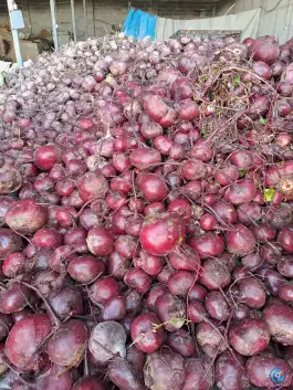 عکس لبوشویی رنجبر، جاده نیروگاه سیکل ترکیبی شیراز 2