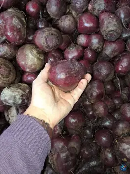 عکس لبوشویی رنجبر، جاده نیروگاه سیکل ترکیبی شیراز 3