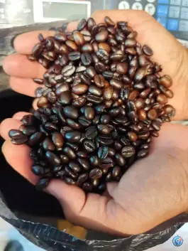 عکس قهوه علی هاوانا، الغدیر، گالیکش 2
