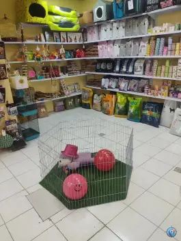 عکس پت شاپ اکوپت، عفیف آباد، شیراز 4