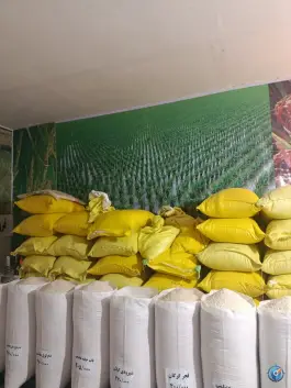 عکس برنج شمال، مطهری شمالی، کرج 4
