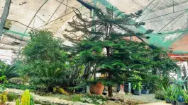 عکس کافه گلخونه، چهارباغ 2