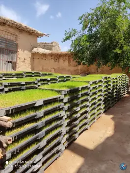 عکس های برنج سرای علیزاده، حجت آباد، شیراز