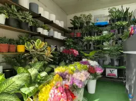 عکس گل رادمان، پاسداران، اصفهان 1