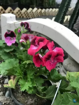 عکس گلسرای کلیشمی سرجوب کرج 5