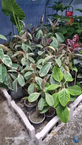 عکس گلسرای کلیشمی سرجوب کرج 10