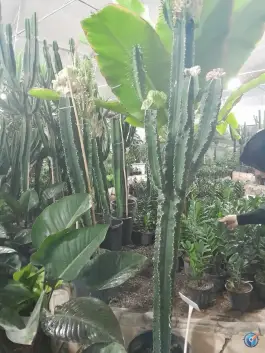 عکس گلخانه پردیس، شهرک صنعتی راوند، کاشان 4