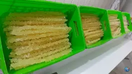 عکس نبات شاخه طلا، محله ملاصدرا، اصفهان 2